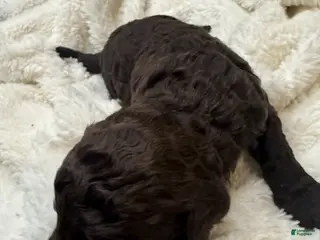 Goldendoodle dogs for sale: Dark Brown Girl - Ad 3