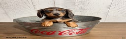 Miniature Dachshund dogs for sale: Cruz - Ad 1