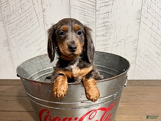 Miniature Dachshund dogs Cruz - Ad 28