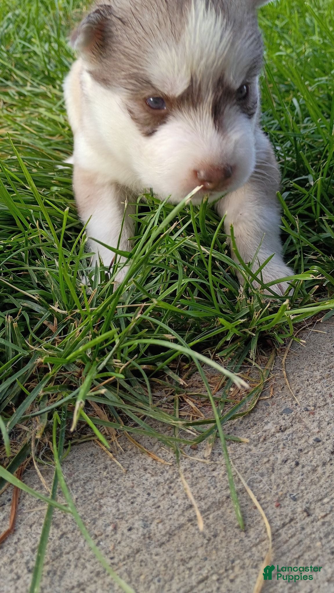 Siberian Husky dogs Male #1 - Ad 2