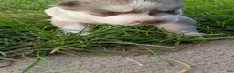 Siberian Husky dogs for sale: Female #4 - Ad 2