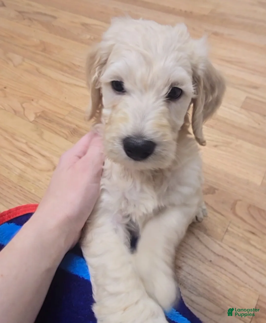 Miniature Labradoodle dogs for sale: Miniature Labradoodle Red - Ad 1