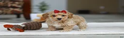 Bichpoo dogs for sale: Gracie - Ad 1