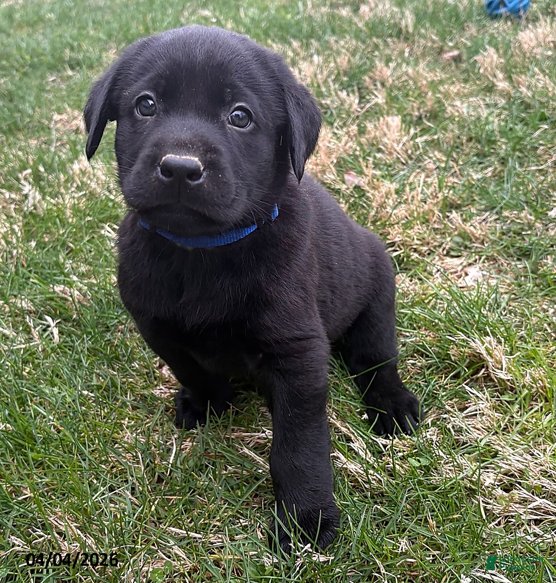 Labrador Retriever dogs Jasper - Ad 1