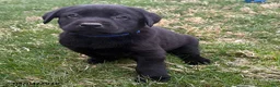 Labrador Retriever dogs for sale: Jasper - Ad 1