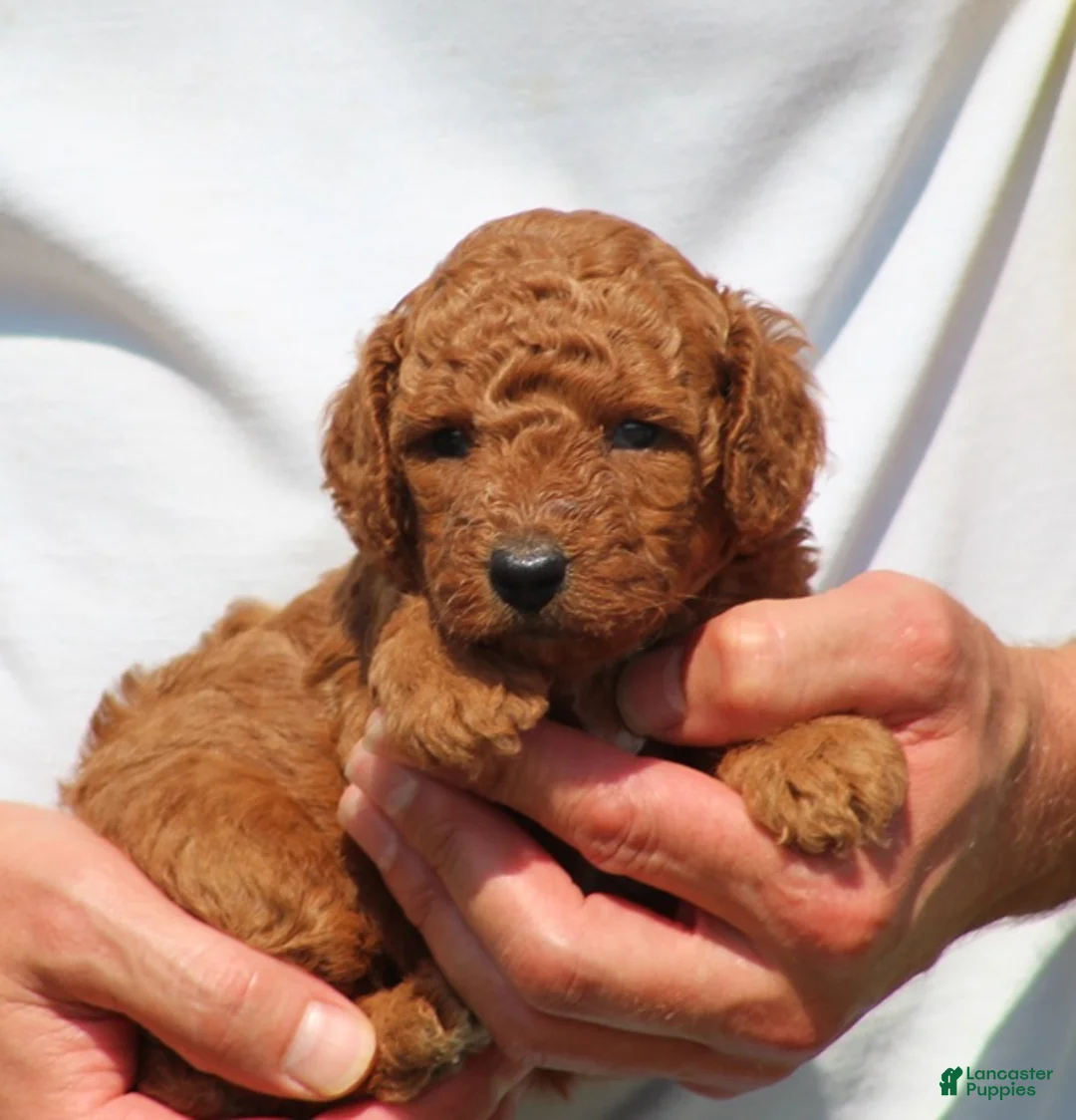 Toy Poodle dogs for sale: Asher - Ad 1