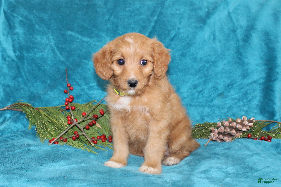 Mini Goldendoodle dogs for sale: Sandy - Ad 5