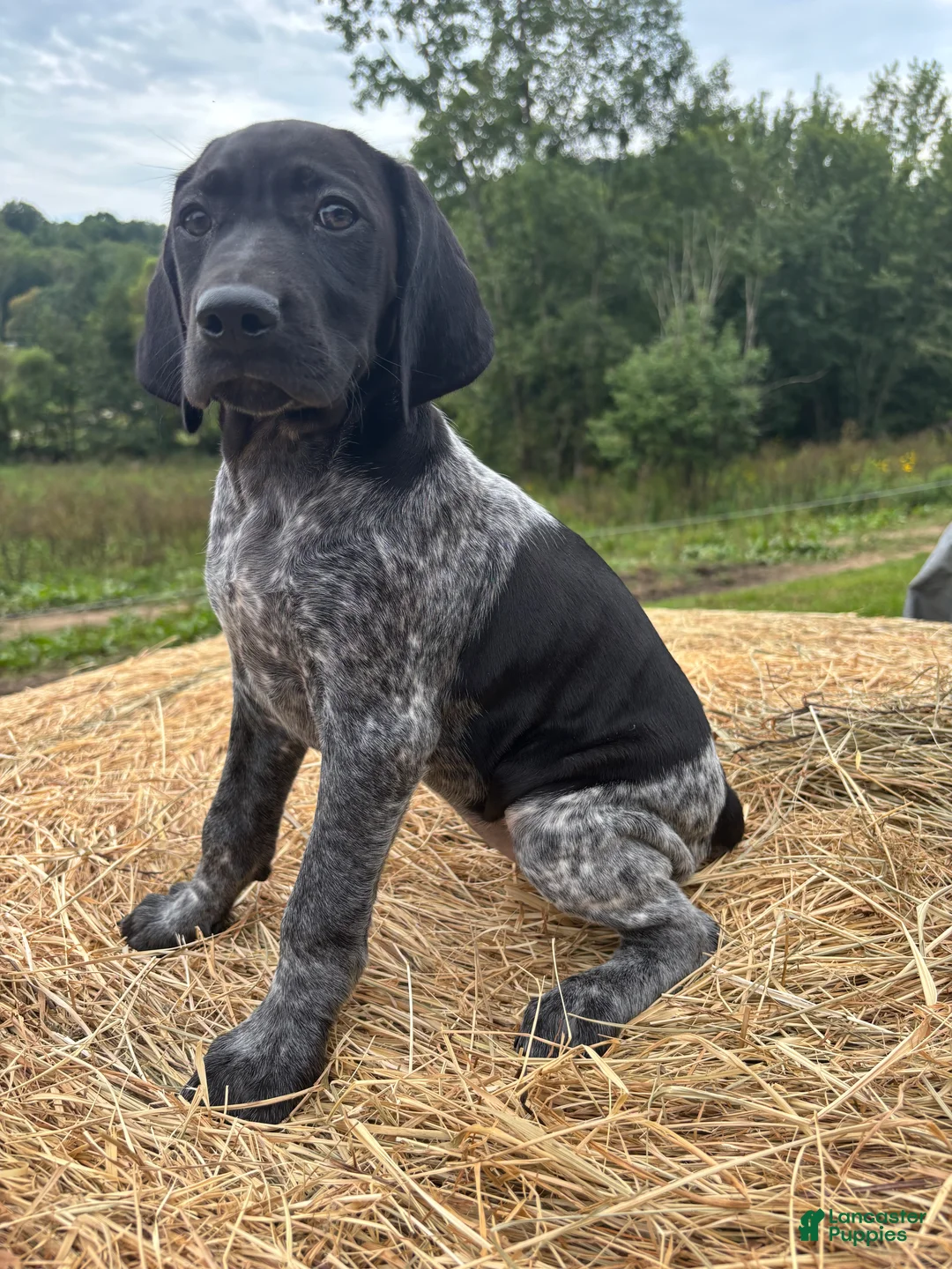 German Shorthaired Pointer dogs for sale: German Shorthaired Pointer 2 - Ad 2