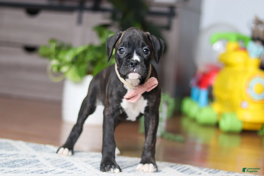 Boxer dogs for sale: Daisy - Ad 4