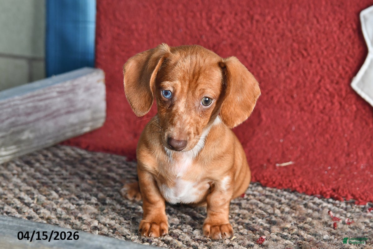 Miniature Dachshund dogs Daisy - Ad 1