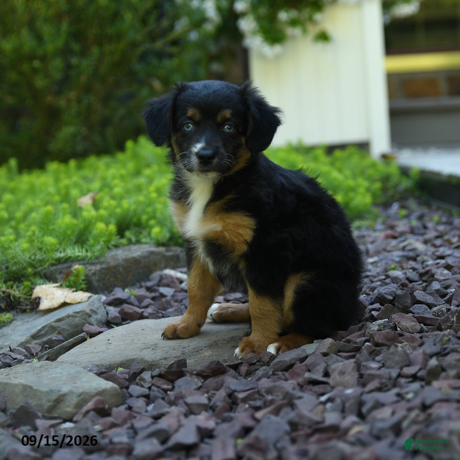 Aussiedoodle dogs Pumpkin - Ad 2