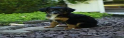 Aussiedoodle dogs for sale: Pumpkin - Ad 2