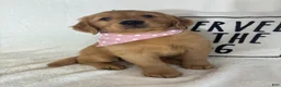 Golden Retriever dogs for sale: Saffron - Ad 4