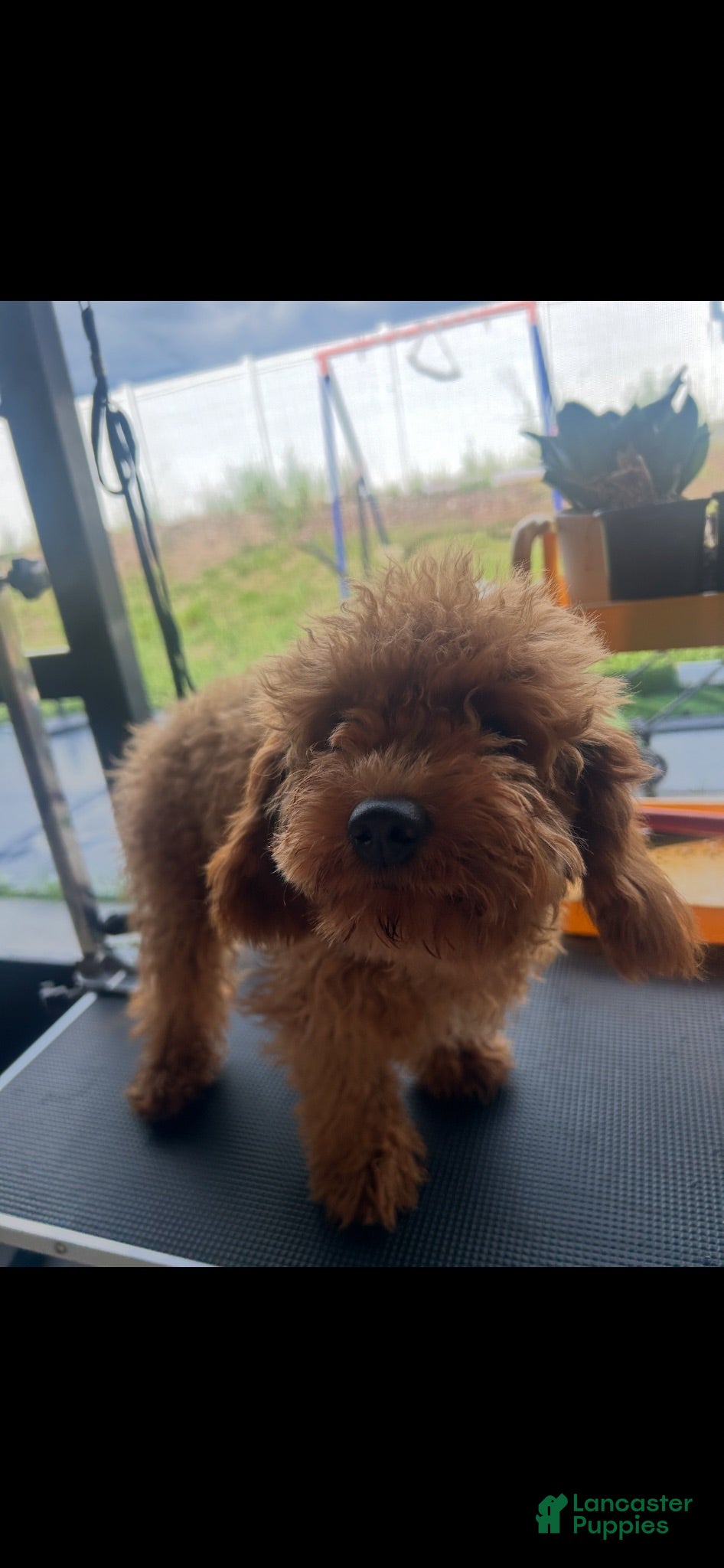 Cavapoo dogs Cavapoo 1 - Ad 18