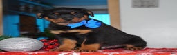 Rottweiler dogs for sale: Duke - Ad 5