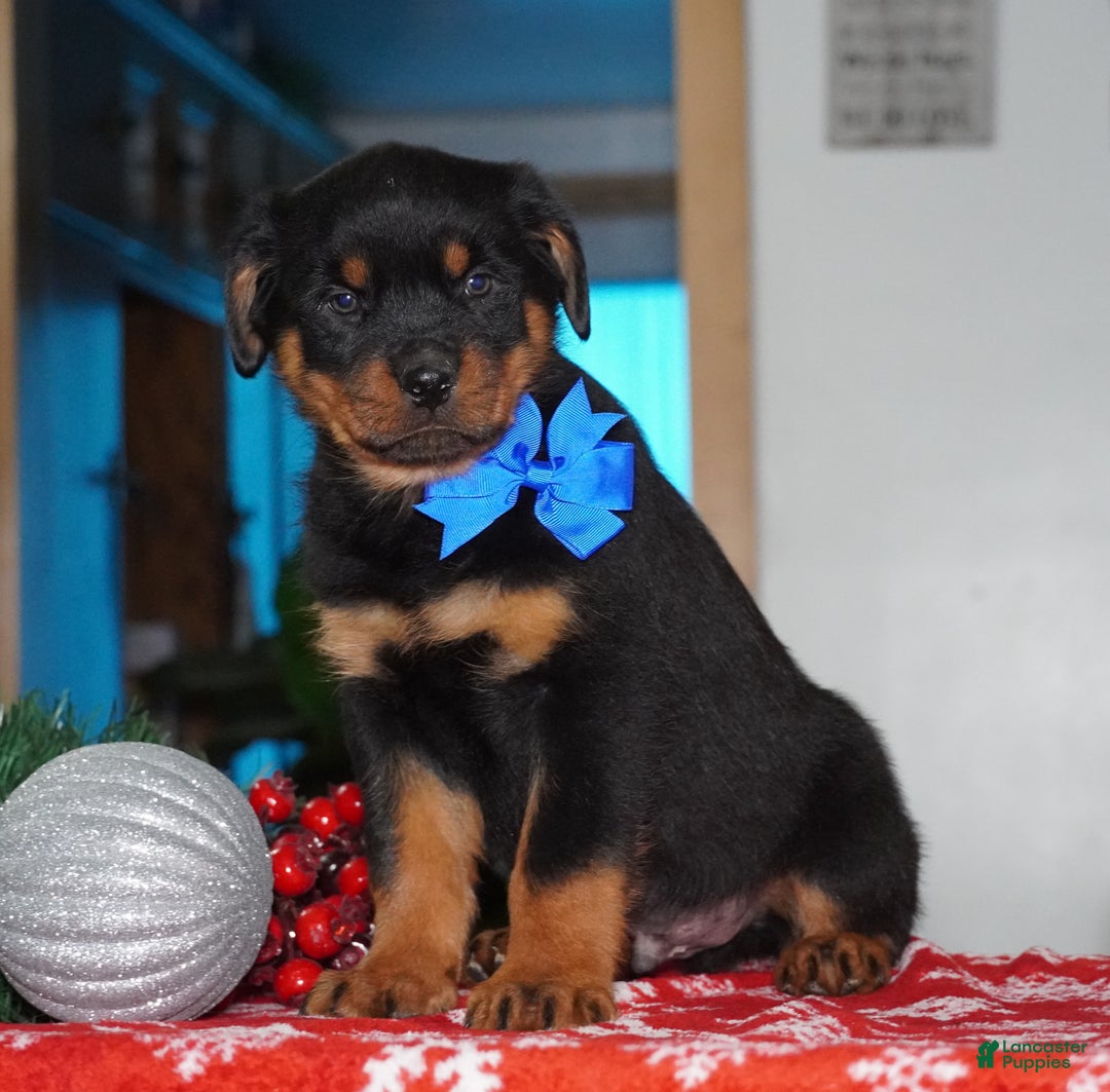 Rottweiler dogs for sale: Duke - Ad 5