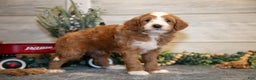 Mini Goldendoodle dogs for sale: Tip - Ad 1
