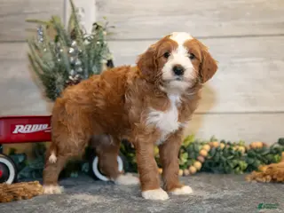 Mini Goldendoodle dogs Tip - Ad 26