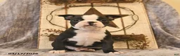 Boston Terrier dogs for sale: Mr Darcy  - Ad 3