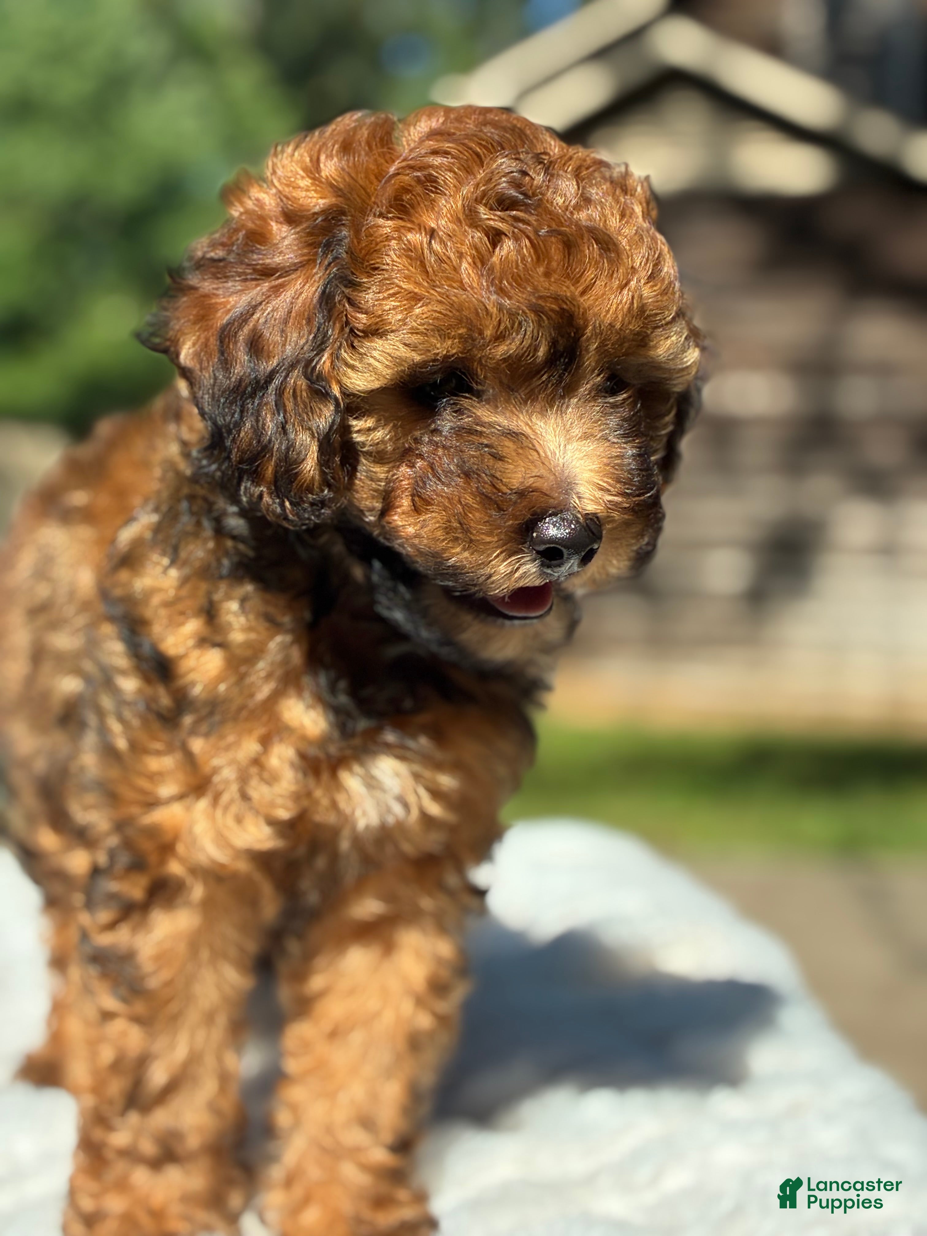 Yorkiepoo dogs Charlie  - Ad 1