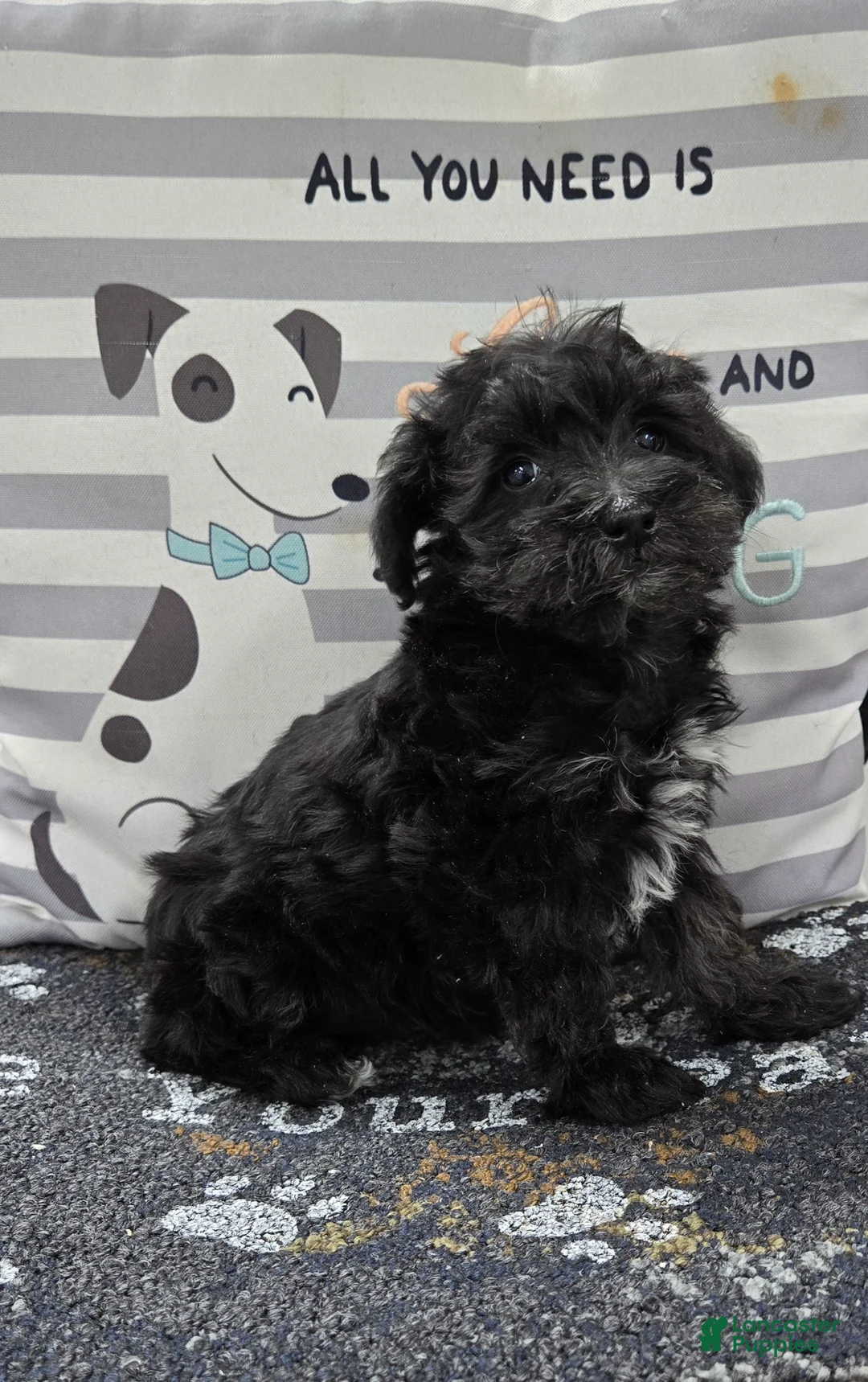 Schnoodle dogs for sale: Dixie - Ad 3