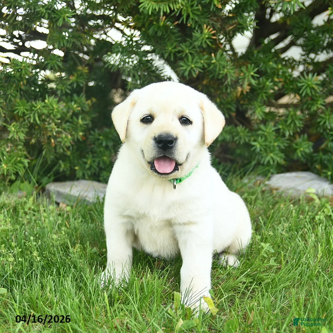 Labrador Retriever dogs for sale: Bart  - Ad 1