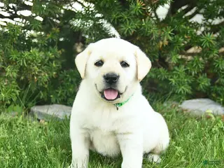 Labrador Retriever dogs for sale: Bart - Ad 2