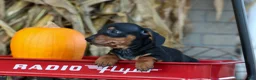 Miniature Dachshund dogs for sale:  Zack🐶 - Ad 7