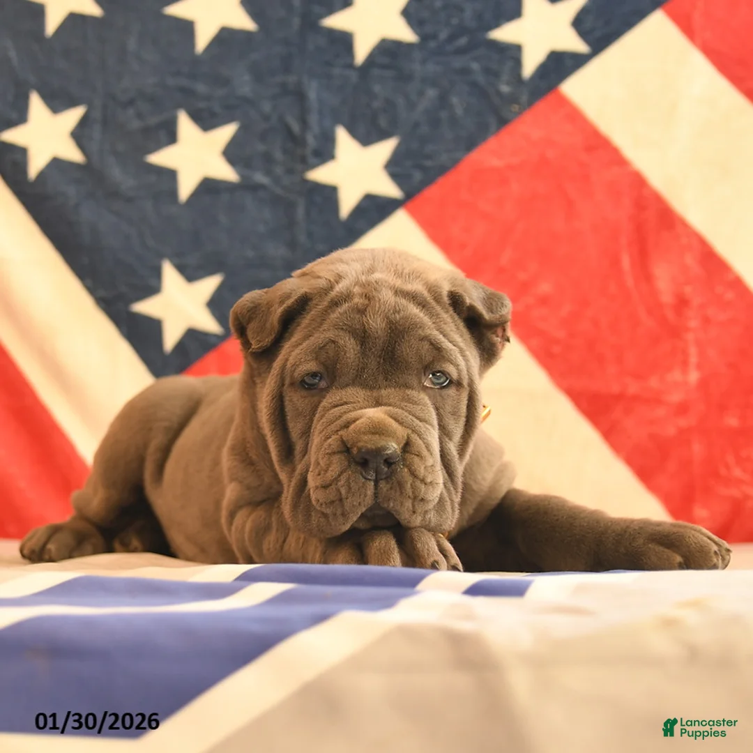 Cane Corso dogs for sale: Ivory - Ad 2