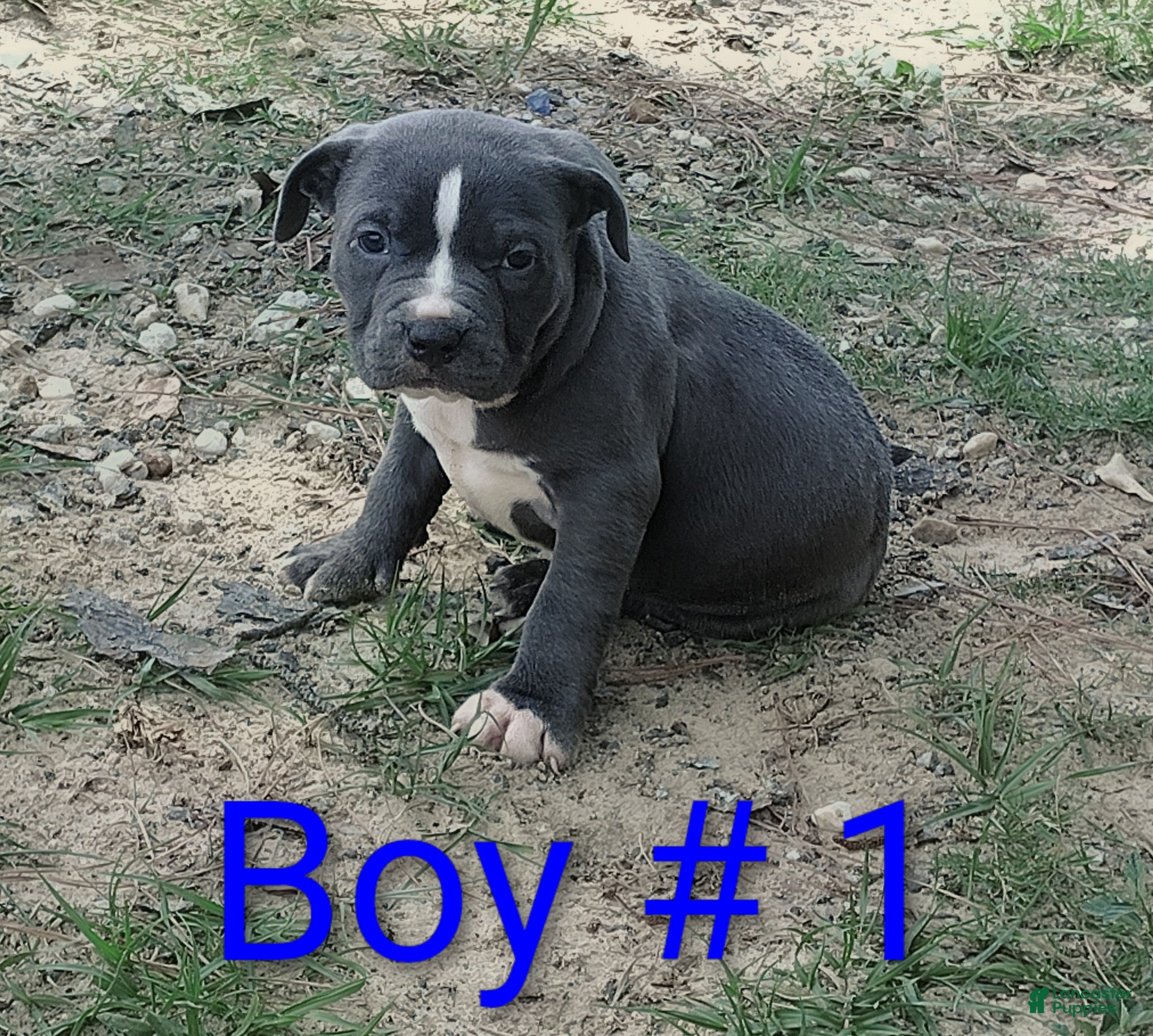 American Bully dogs American Bully Puppy 4 - Ad 27