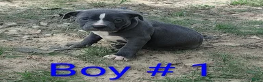 American Bully Puppy 4