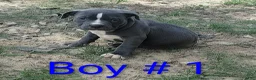American Bully dogs for sale: American Bully Puppy 4 - Ad 1