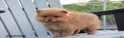 Pomeranian dogs for sale: Jett - Ad 3