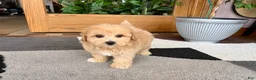 Maltipoo dogs for sale: Jordan - Ad 8