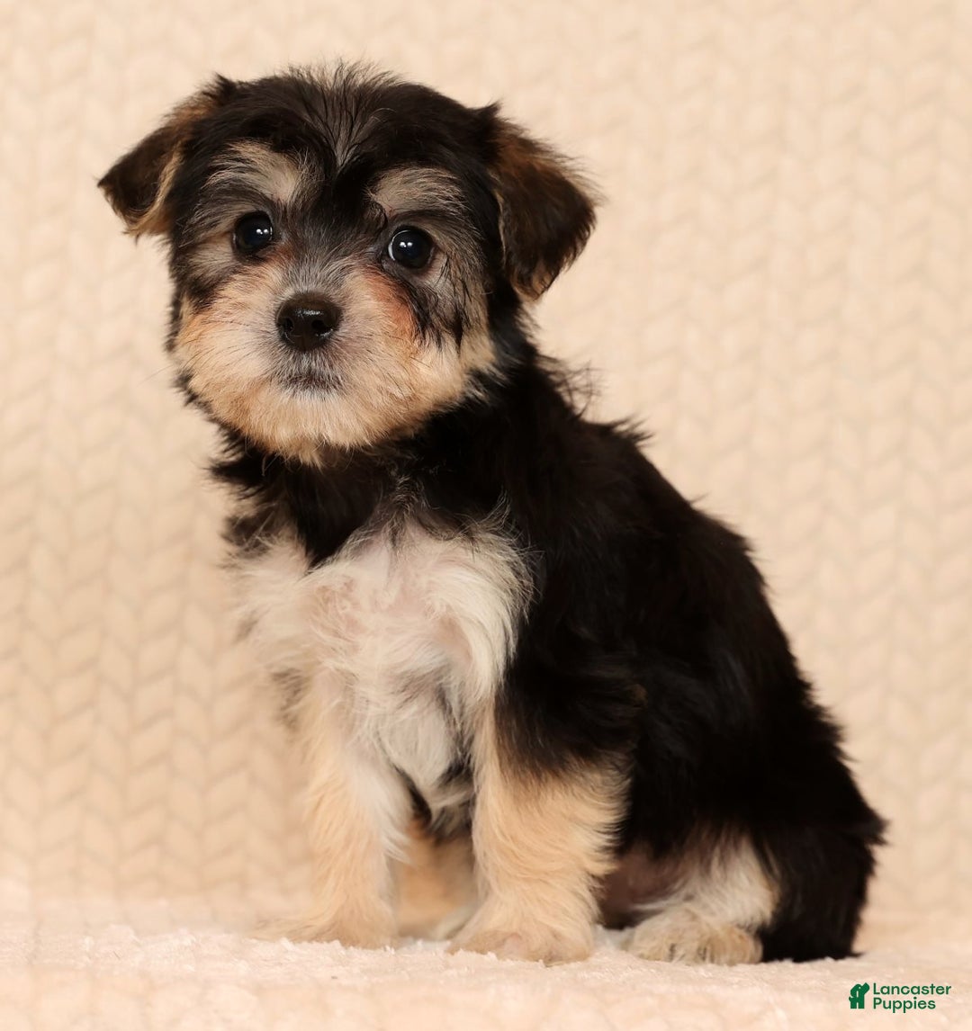 Yochon dogs for sale: Addy - Ad 7