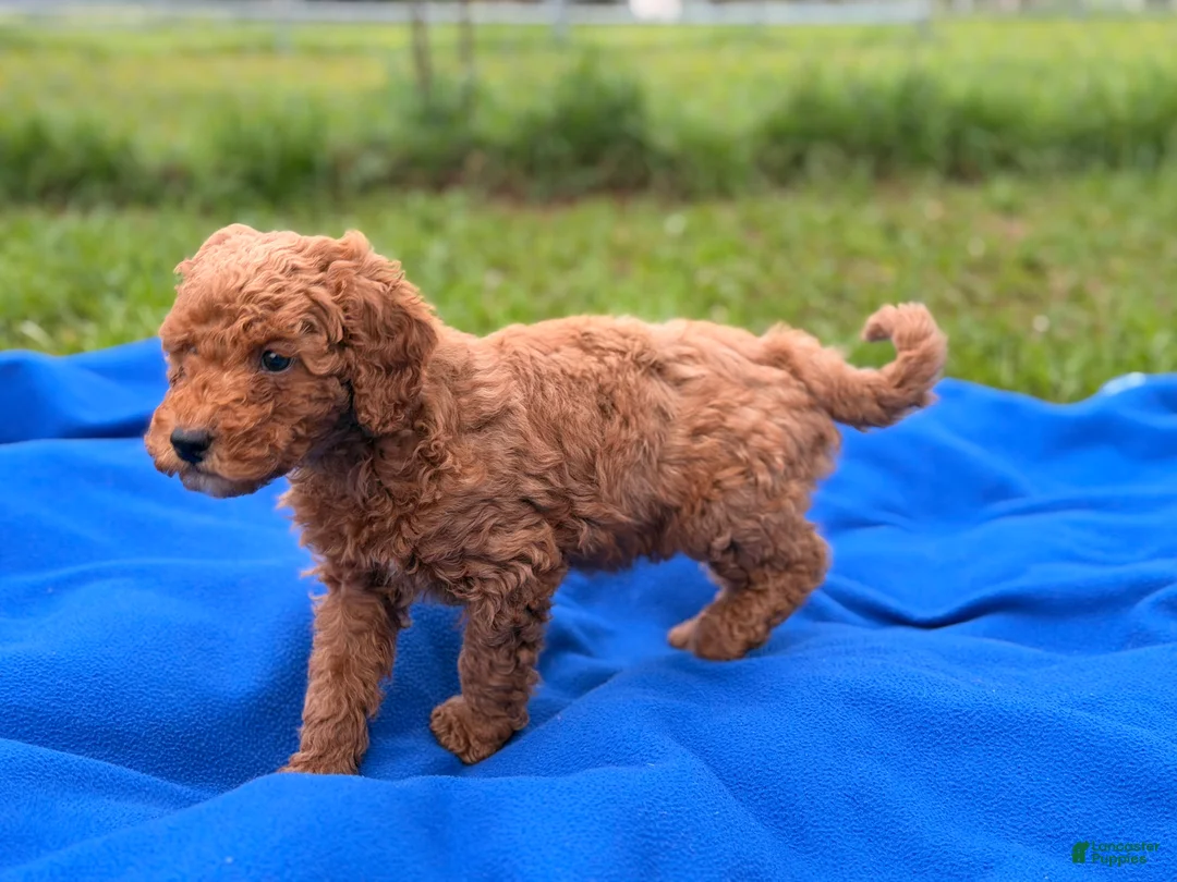 Mini Goldendoodle dogs for sale: Starlet  - Ad 5