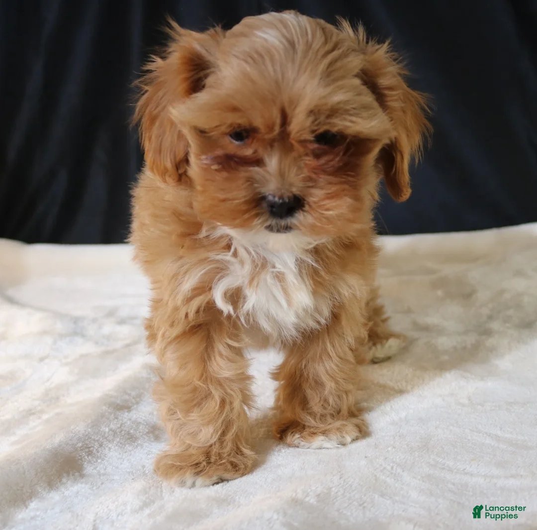 Shihpoo dogs for sale: Shihpoo Puppy 2 - Ad 10