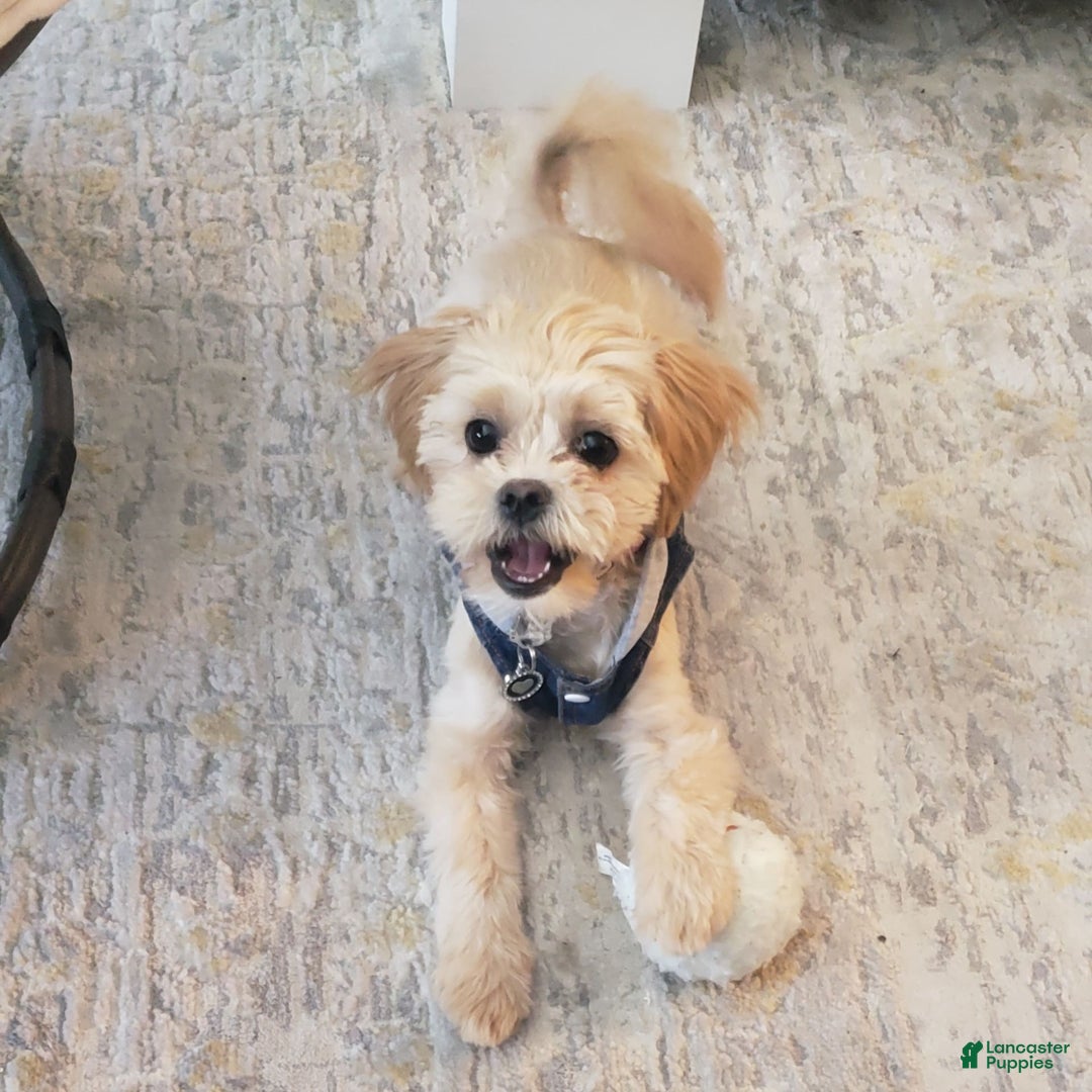 Gallery Image {{count}}