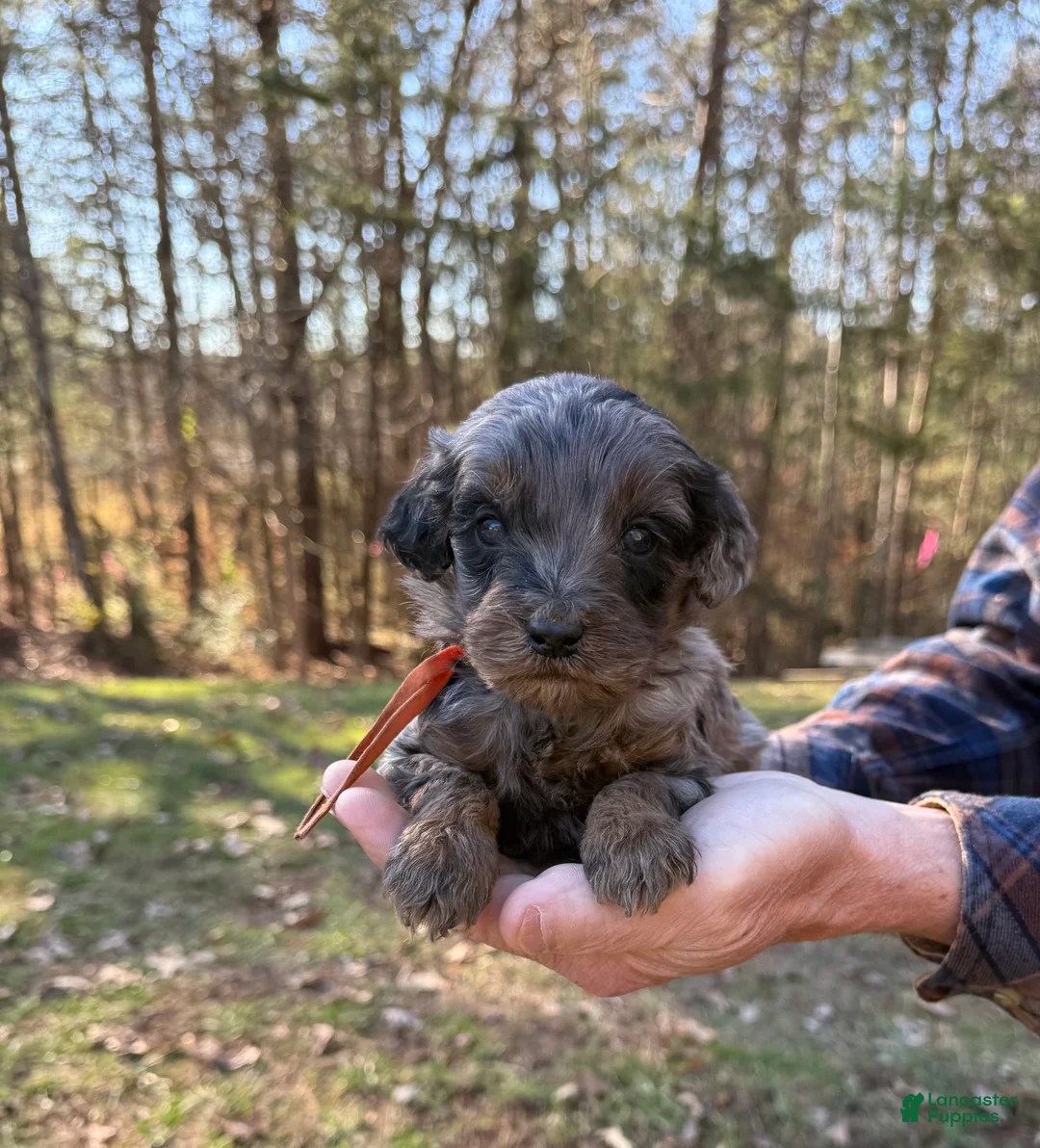 Goldendoodle dogs for sale: Goldendoodle Puppy 4 - Ad 5