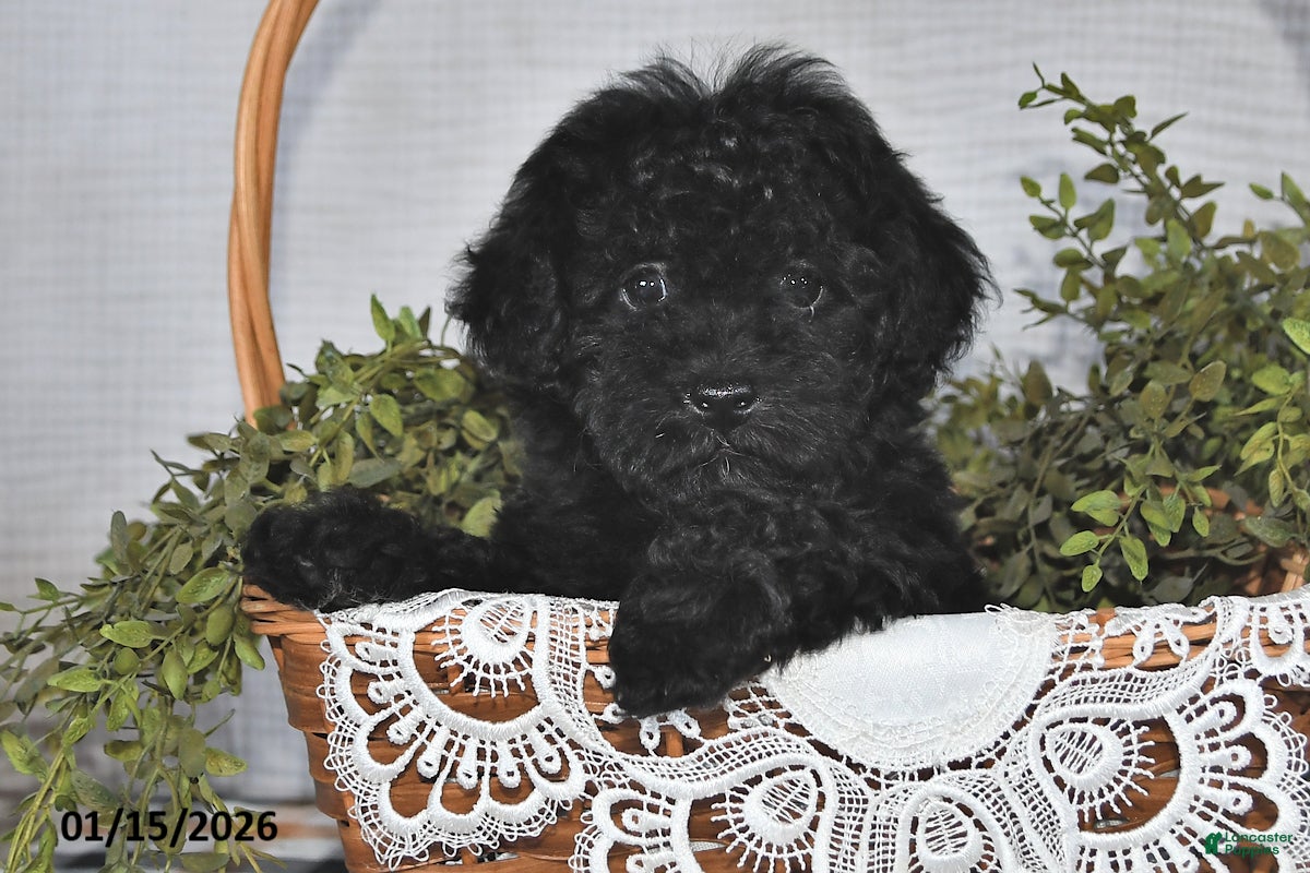 Havapoo dogs Midnight - Ad 27