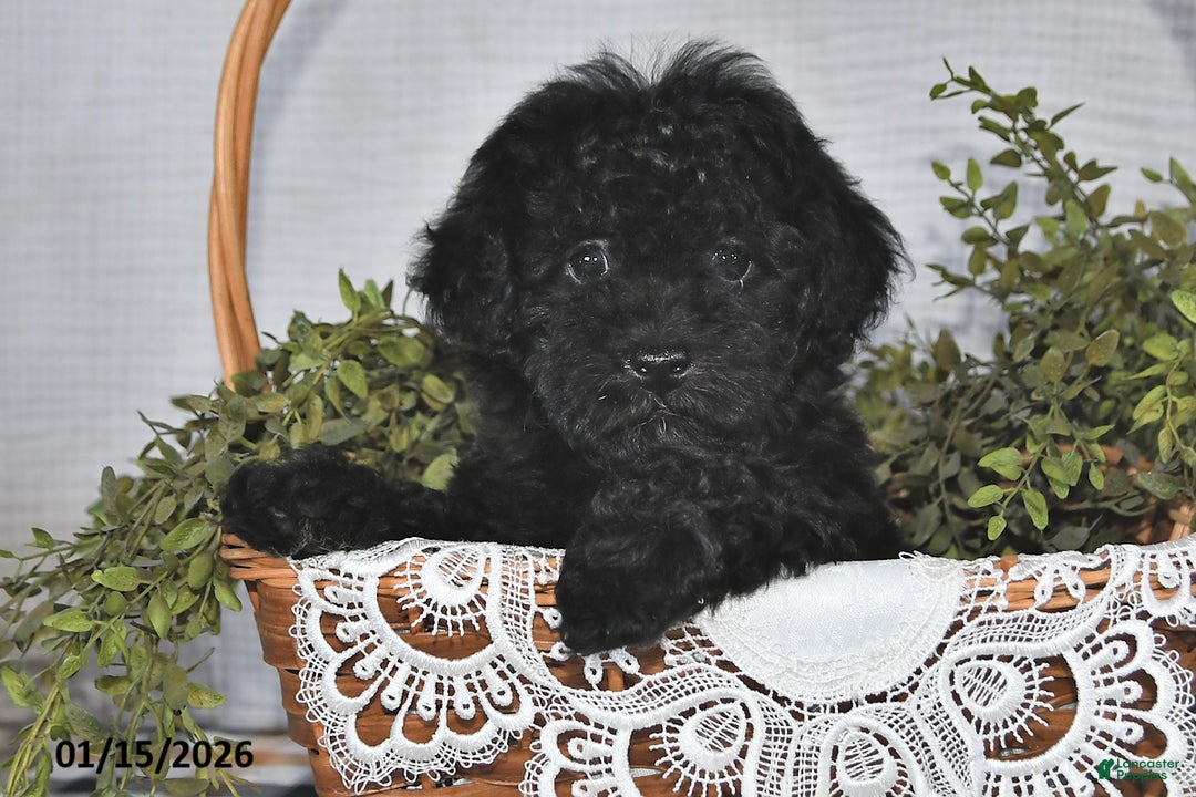 Havapoo dogs for sale: Midnight - Ad 1