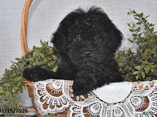 Havapoo dogs Midnight - Ad 23