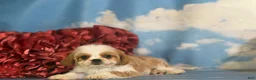 Cavapoo dogs for sale: Chipotle - Ad 5