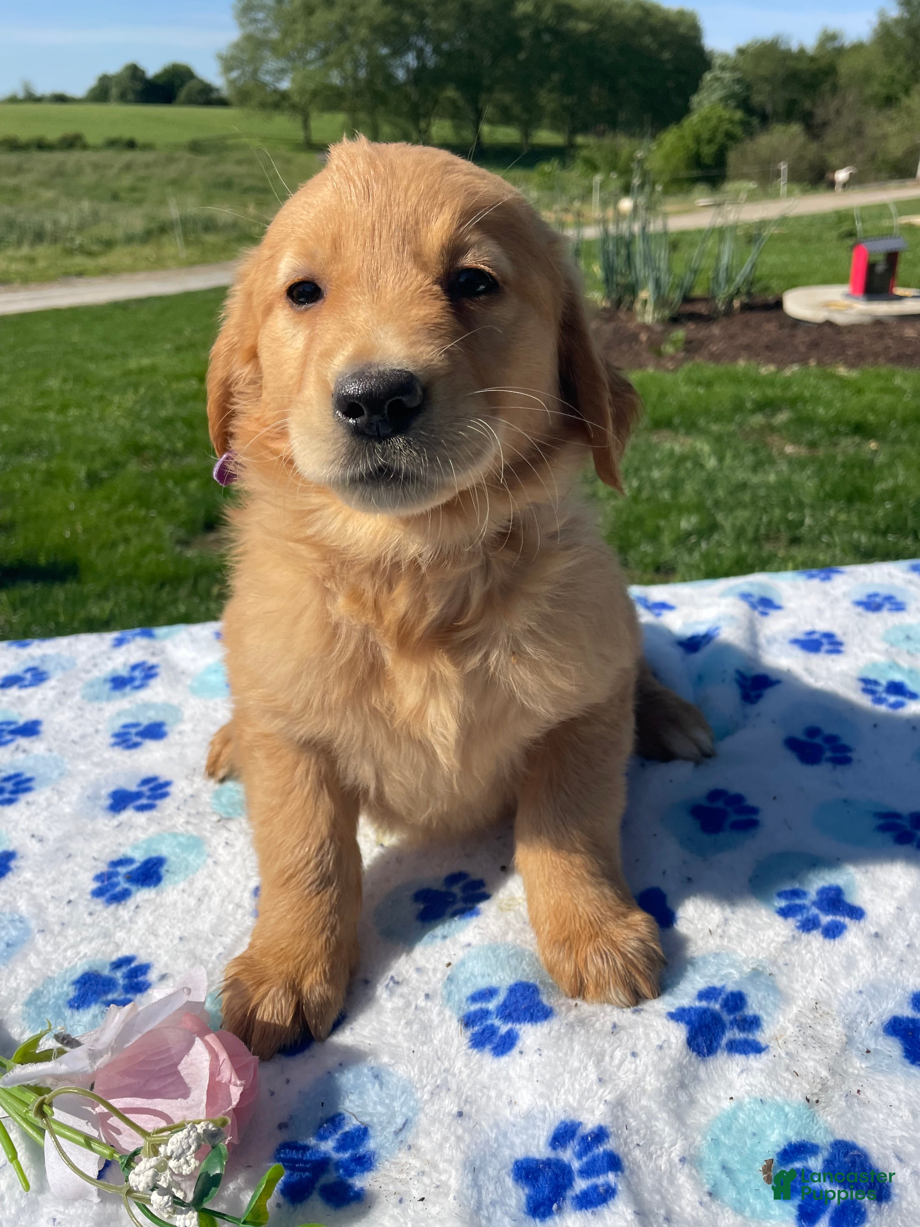 Golden Retriever dogs Dolly - Ad 24