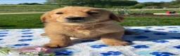 Golden Retriever dogs for sale: Dolly - Ad 1