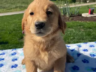 Golden Retriever dogs Dolly - Ad 24