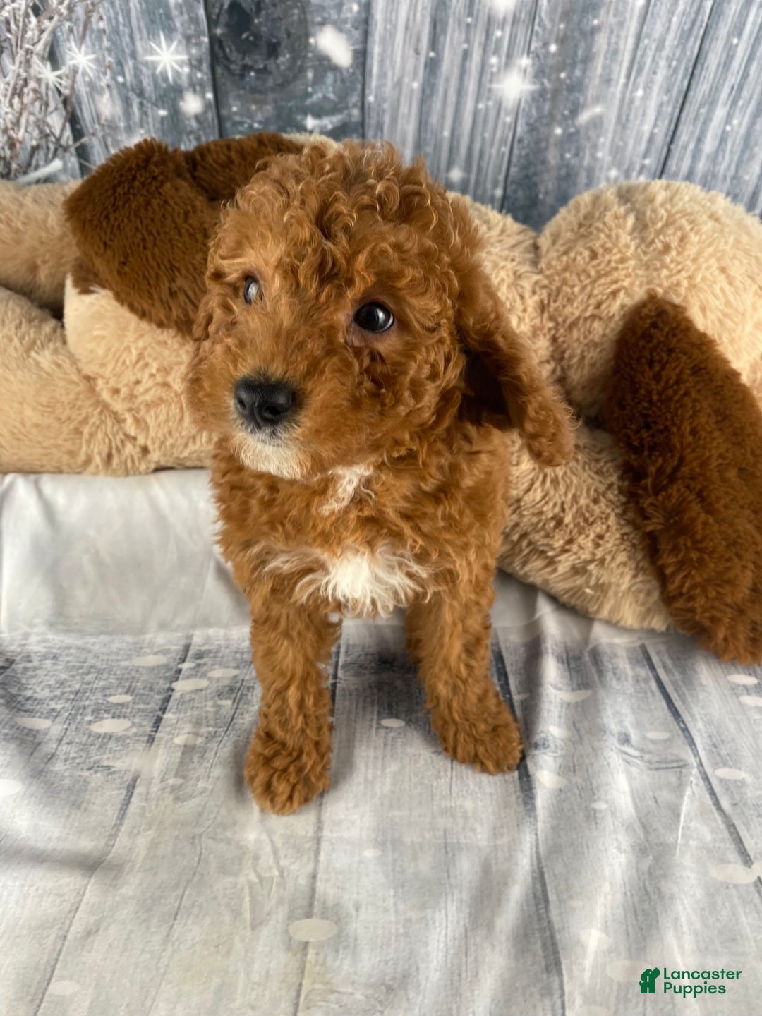 Miniature Poodle dogs for sale: Harley - Ad 2