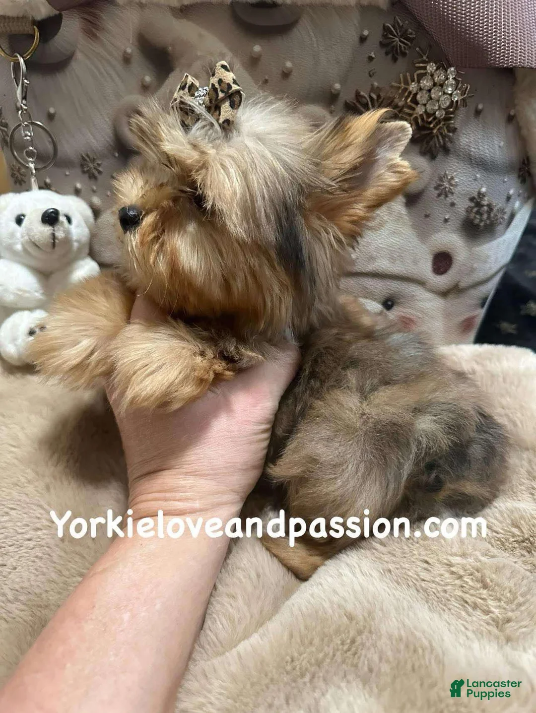 Yorkshire Terrier dogs for sale: Yorkshire Terrier Puppy 1 - Ad 3