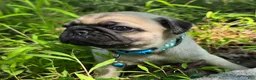 Pug dogs for sale: Jack - Ad 3