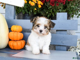 Havanese dogs - Ad 5